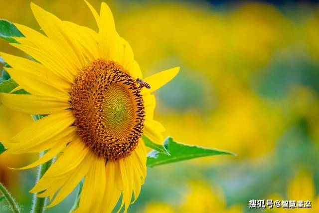9月职场风云变！这3星座凭硬核实力“杀出重围”晋升速度如坐火箭